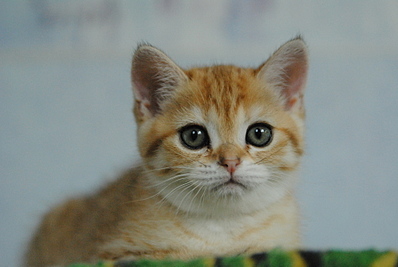 click for enlarge 1920 X 1285 718.1 Kb picture