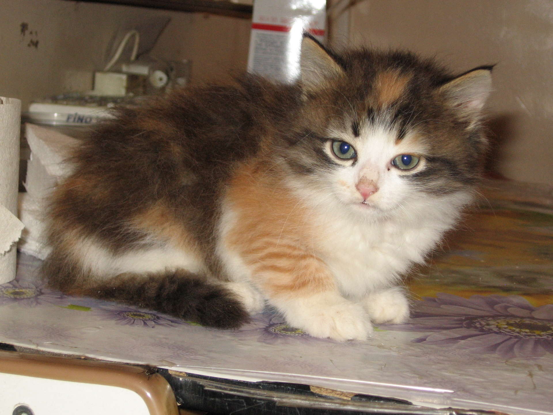 Авито котенок в добрые руки взять. Сибирская трехшерстная кошка. Сибирская кошка трехцветная длинношерстная. Сибирская кошка трехцветная котенок. Сибирская черепаховая кошка.