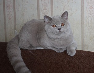 click for enlarge 741 X 582 85.1 Kb picture