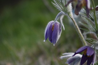 click for enlarge 800 X 533 99.2 Kb picture