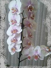 click for enlarge 288 X 384 72.8 Kb picture