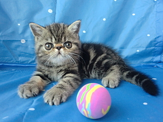 click for enlarge 640 X 480 326.8 Kb picture