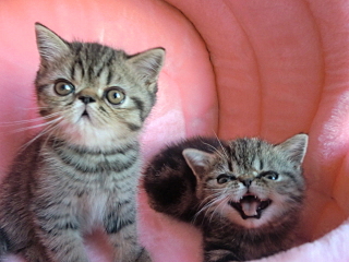 click for enlarge 640 X 480 313.3 Kb picture