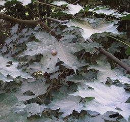 click for enlarge 816 X 768 256.1 Kb picture
