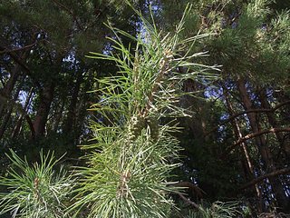click for enlarge 1024 X 768 319.4 Kb picture