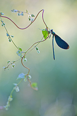 click for enlarge 800 X 1199 197.1 Kb picture