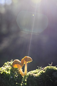 click for enlarge 797 X 1200 116.6 Kb picture
