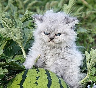 click for enlarge 500 X 461 83.9 Kb picture