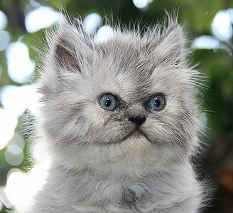 click for enlarge 500 X 456 62.9 Kb picture