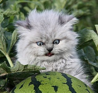 click for enlarge 500 X 473 70.8 Kb picture