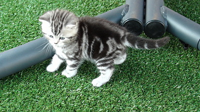 click for enlarge 1920 X 1080 820.2 Kb picture