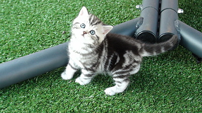 click for enlarge 1920 X 1080 795.0 Kb picture