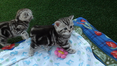 click for enlarge 1920 X 1080 767.2 Kb picture