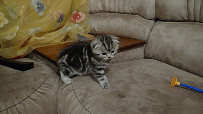 click for enlarge 1920 X 1080 440.0 Kb picture