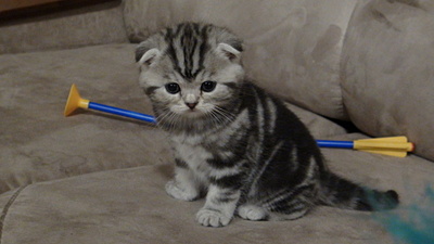 click for enlarge 1920 X 1080 413.2 Kb picture