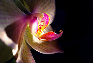click for enlarge 1920 X 1285 559.0 Kb picture