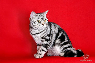 click for enlarge 600 X 400 42.9 Kb picture