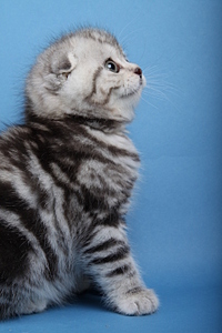 click for enlarge 1920 X 2880 255.4 Kb picture