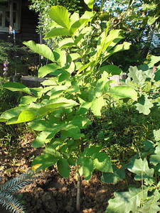 click for enlarge 1728 X 2304 631.3 Kb picture