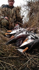 click for enlarge 1840 X 3264 889.4 Kb picture