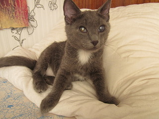 click for enlarge 1920 X 1440 460.1 Kb picture