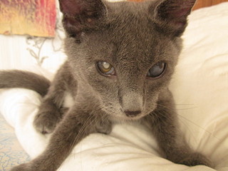 click for enlarge 1920 X 1440 464.6 Kb picture