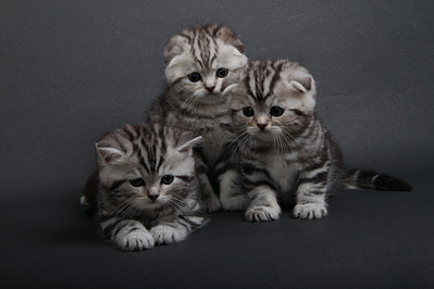 click for enlarge 1920 X 1280 820.0 Kb picture