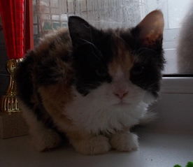 click for enlarge 1833 X 1591 151.2 Kb picture