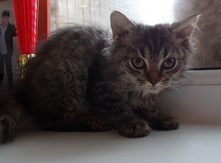 click for enlarge 1920 X 1414 106.1 Kb picture