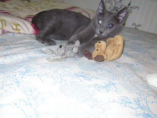 click for enlarge 1920 X 1440 522.4 Kb picture