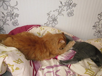 click for enlarge 1920 X 1440 485.0 Kb picture