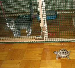 click for enlarge 1152 X 1054 562.1 Kb picture