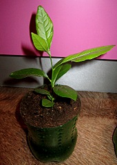click for enlarge 723 X 1020 212.2 Kb picture