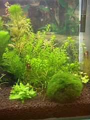 click for enlarge 900 X 1200 625.3 Kb picture