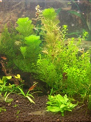 click for enlarge 900 X 1200 698.8 Kb picture