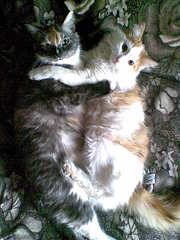 click for enlarge 1200 X 1600 257.4 Kb picture