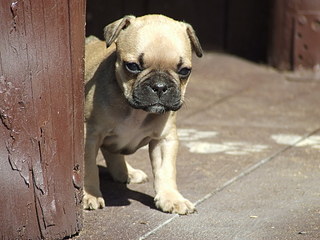 click for enlarge 1920 X 1440 552.5 Kb picture