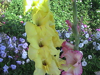 click for enlarge 640 X 480 210.7 Kb picture