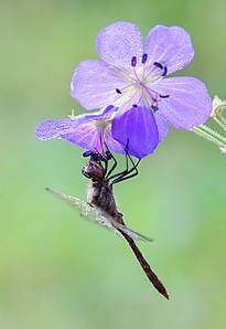 click for enlarge 549 X 800 71.0 Kb picture