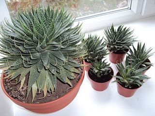 click for enlarge 448 X 336 36.3 Kb picture