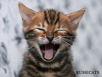 click for enlarge 600 X 457 48.1 Kb picture