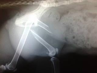 click for enlarge 1066 X 800 325.6 Kb picture