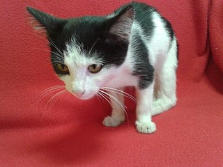 click for enlarge 604 X 453 53.7 Kb picture