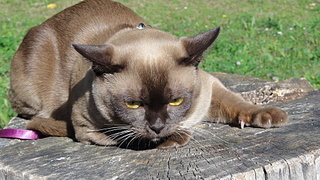 click for enlarge 1920 X 1080 889.1 Kb picture