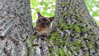 click for enlarge 1920 X 1080 896.2 Kb picture