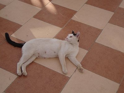 click for enlarge 604 X 453 34.7 Kb picture