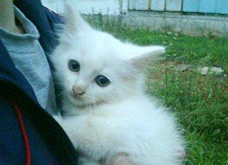 click for enlarge 640 X 464 77.8 Kb picture