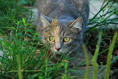 click for enlarge 1920 X 1280 225.5 Kb picture