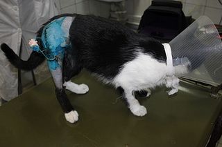 click for enlarge 1920 X 1280 936.9 Kb picture