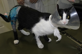 click for enlarge 1920 X 1280 773.1 Kb picture